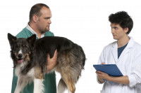 Un vétérinaire et un stagiaire avec un chien