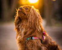 Un Cavalier King Charles qui tire la langue en levant la tête vers le haut, avec un coucher du soleil en arrière-plan