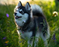 Un bébé Pomsky dans un champ de fleurs