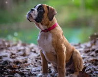 Un Boxer avec un collier rouge assis dans des feuilles mortes