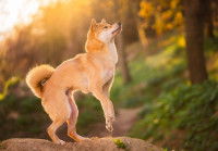 Un Shiba Inu qui se tient sur ses deux pattes arrière