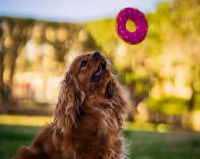 Un Cavalier King Charles assis qui essaye d'attraper un jouet en forme de donut