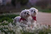 Deux Bichons avec un bandana rouge autour du cou au milieu de fleurs blanches