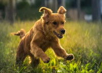 Un bébé Golden Retriever qui saute dans l'herbe