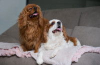 Deux Cavalier King Charles, l’un assis et l’autre allongé, sur une couverture posée sur un canapé