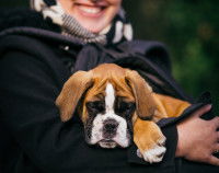 Une personne qui tient un chiot Boxer dans ses bras
