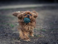Un Cavalier King Charles qui court à l'extérieur avec une balle dans sa gueule