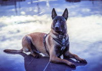 Un Berger Belge Malinois couché sur un miroir d'eau