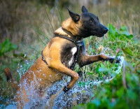 Un Berger Malinois tombé à l'eau qui essaye d'en ressortir