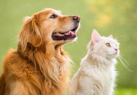 Un Maine Coon et un Golden Retriever assis à côté