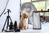 Un Berger Australien assis dans un studio photo