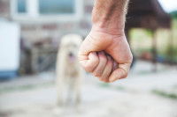 Un homme serrant le poing face à un chien blanc