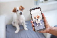 Une personne qui prend en photo son chien avec un téléphone portable
