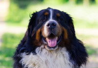 Un chien faisant face à la caméra en tirant la langue