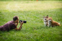 Une homme couché dans l'herbe qui prend en photo deux Corgi Pembroke