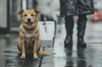 Un chien assis sous la pluie