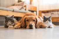 Un chien allongé entre deux chats sur le sol d'un salon