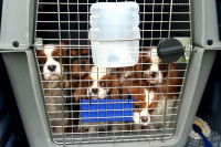 Des Cavaliers King Charles dans une cage dans un taxi animalier