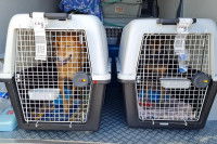 Deux chiens dans des cages de transport dans un taxi pour chiens