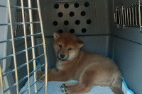 Un chiot Shiba Inu dans une cage de transport, dans un taxi pour chiens