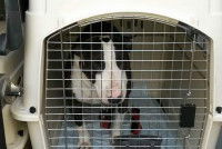 Un chien dans une cage de transport