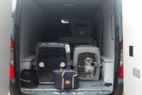 Un chien dans le taxi animalier d'Olivier Morin