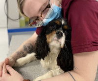Une jeune vétérinaire masquée à lunettes penchée sur un chien noir, fauve et blanc à longues oreilles tombantes allongé sur une table et l'entourant de ses bras d'un geste protecteur