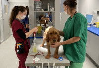 Un chien fauve à poil long debout sur une table d'examen dans un établissement vétérinaire entre deux femmes vétérinaires s'occupant de lui