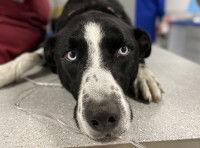 Gros plan sur la tête d'un chien allongé sur une table d'examen dans un établissement vétérinaire entre les mains d'un vétérinaire, un tuyau de cathéter est apparent, le chien semble inquiet, mais calme