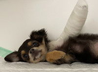 Un petit chien noir et fauve allongé sur le côté droit sur une alèse blanche, la patte antérieure gauche entièrement bandée