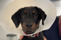 Un chiot noir et fauve, oreilles tombantes et regard attendrissant portant une collerette de protection blanche