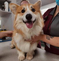 Un Welsh Corgi pris en charge par un vétérinaire