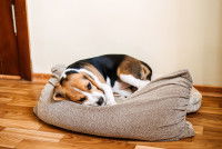 Un chiot Beagle malade sur un pouf devant la porte d'entrée