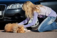 Une femme penchée sur un chien qui a été heurté par une voiture