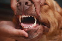 Un vétérinaire ouvre la mâchoire d'un chien pour l'examiner