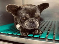 Un chiot bouledogue chez le vétérinaire