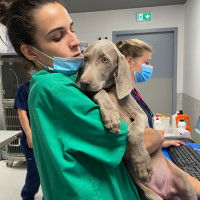 Une vétérinaire tient dans ses bras un jeune chien gris-bleu, pendant qu'en arrière-plan une collègue travaille sur un ordinateur