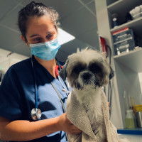 Une jeune vétérinaire en train de sécher le pelage d'un chien