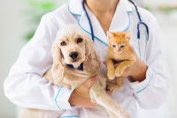 Une vétérinaire portant à la fois un chien et un chat dans ses bras