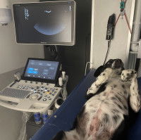 Un chien noir au ventre blanc tacheté est allongé sur le dos pattes antérieures en l'air sur une table à côté d'un échographe