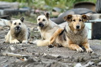 Trois chiens errants assis sur le sol
