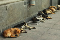 Des chiens errants dorment côte à côte dans la rue