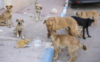 Un groupe de chiens errants dans la rue