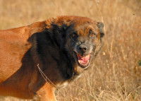Un chien enragé montre les dents
