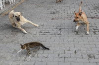 Deux chiens errants attaquent un chat