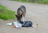 Un chien errant fouille dans un sac poubelle
