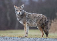 Un coyote se tient debout dans l'herbe