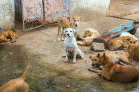 Des chiens errants ensemble dans un grand enclos
