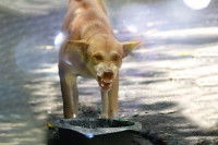 Un chien grogne et montre les dents