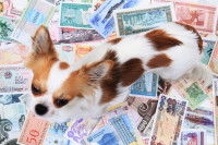 Un Chihuahua debout sur des billets de banque de différents pays